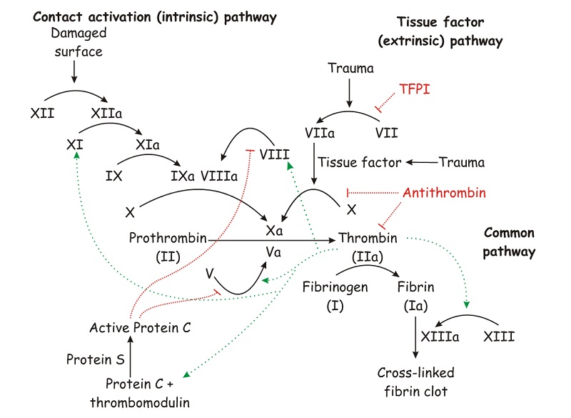 Sự tham gia của protein C trong quá trình đông máu